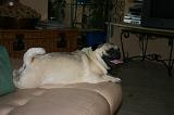SUR FAUTEUIL 029